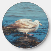 Herring Gull P1046 Wireless Charger (Front)