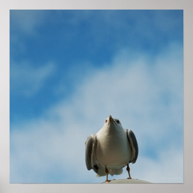 Herring Gull Print (Front)
