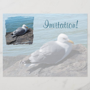 Herring Gull Resting on Rock Jetty: Invitation