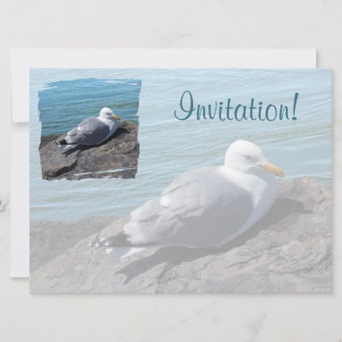 Herring Gull Resting on Rock Jetty: Custom Announcement
