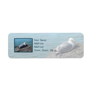 Herring Gull Resting on Rock Jetty: Label