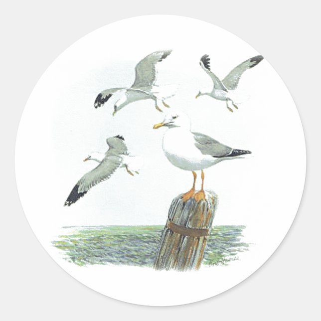 Herring Gull Sticker (Front)