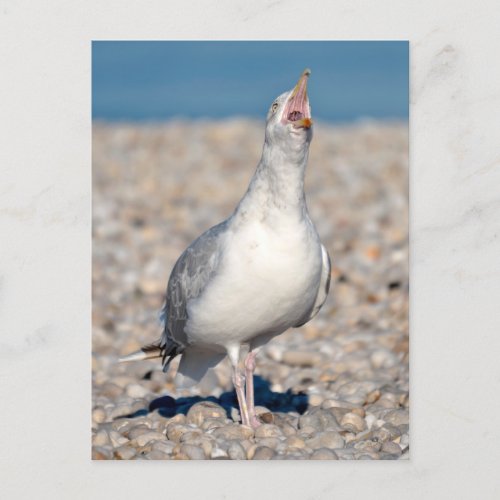 Herring gull uttering its cry holiday postcard