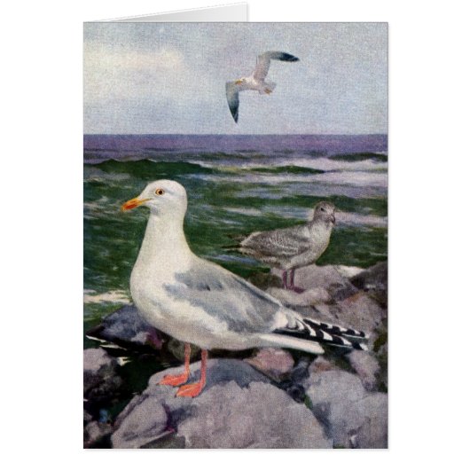 Herring Gulls on Rocky Shoreline (Front)