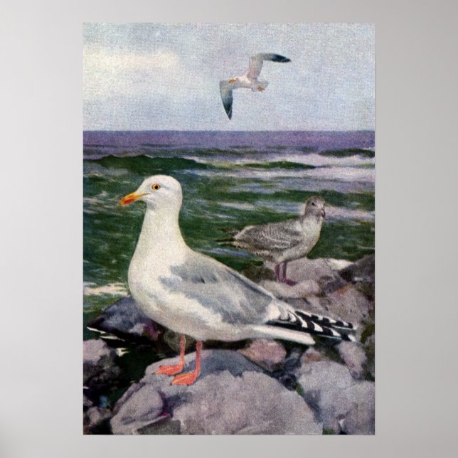 Herring Gulls on Rocky Shoreline Poster (Front)