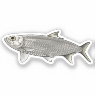 Herrings vector illustration sticker