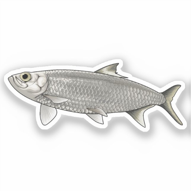 Herrings vector illustration sticker (Front)
