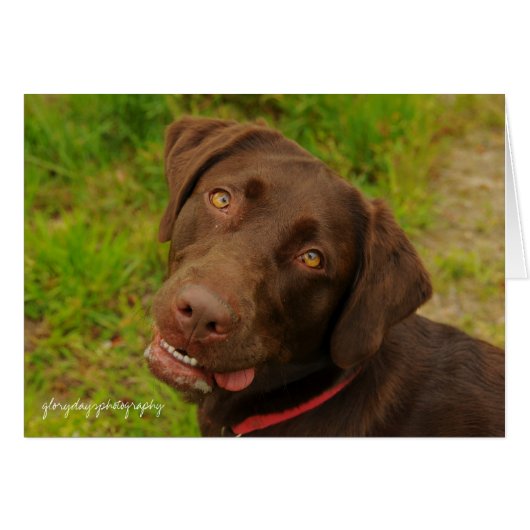 Hershey Cards (Front Horizontal)