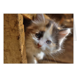 Heterochromia Calico Kitten Cards