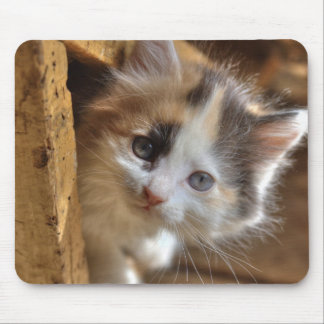 Heterochromia Calico Kitten Mouse Pad
