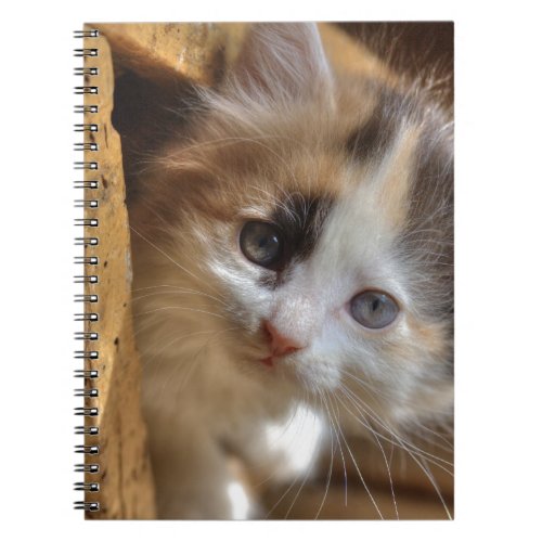 Heterochromia Calico Kitten Notebook