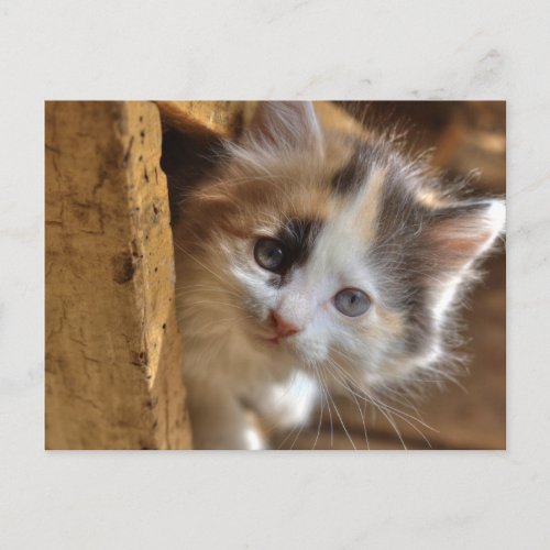 Heterochromia Calico Kitten Postcard