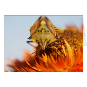 Heteroptera Cards