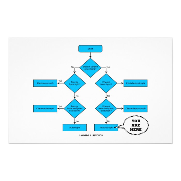 Heterotroph Flow Chart    Customized Stationery