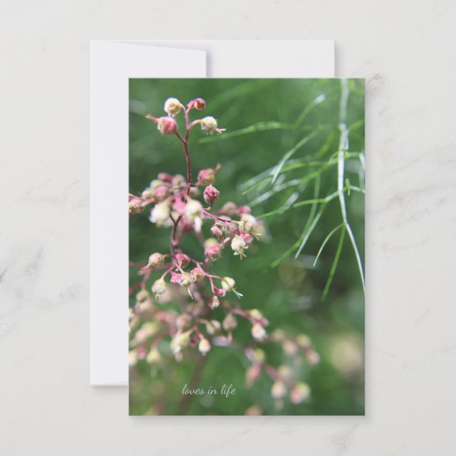 Heuchera Flower Note Card (Front)