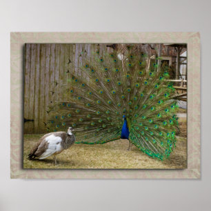 Hey Baby Peacock Poster