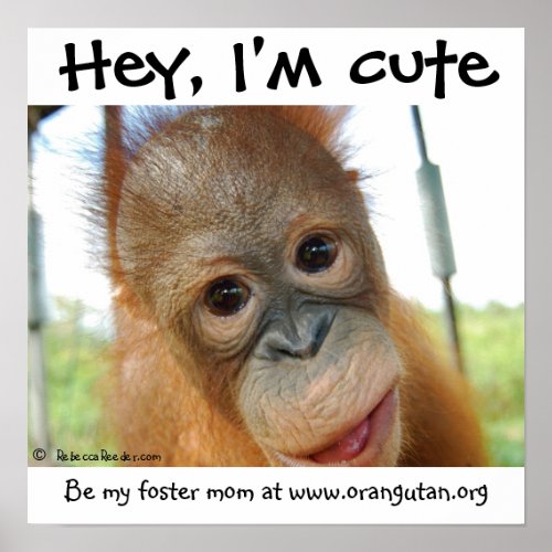 Hey Im Cute Baby Orangutan Poster