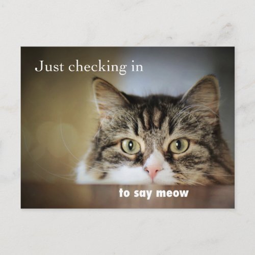 Hey Meow There Postcard
