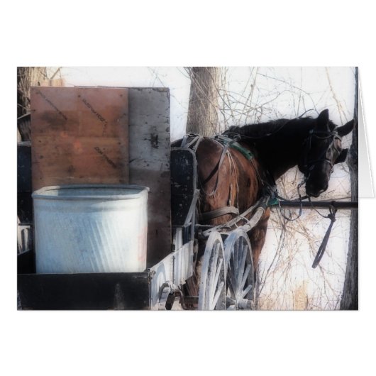 Hey There, Orton Effect, Amish Horse Cards (Front Horizontal)