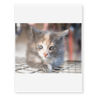 Hey there, sweet Kitten Temporary Tattoos