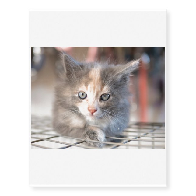 Hey there, sweet Kitten Temporary Tattoos (Front)