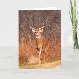 Hey - where are you going?! (Deer/Buck) Holiday Card