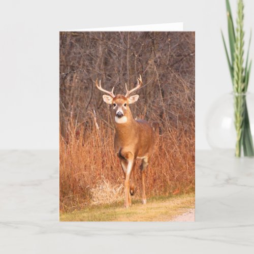 Hey _ where are you going DeerBuck Holiday Card