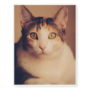 Hey You: White and grey-striped cat Temporary Tattoos