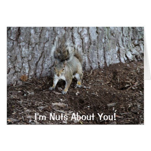 Hi def photography of a Squirrel, Good Sentiments Cards (Front Horizontal)