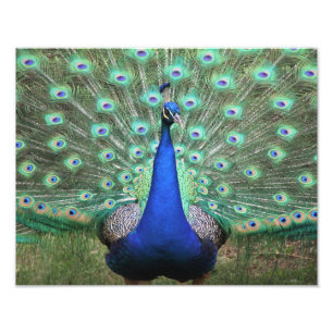 Hi-def photography of Peacock Photo Print