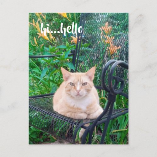 Hi Hello Cute Cat Postcard