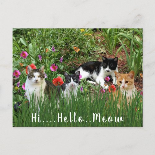 Hi Hello Meow  Cats in the Garden Cute Animal Postcard