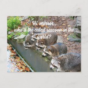 Hi Mirror Who Is The Cutest Funny Raccoon Postcard