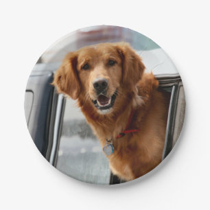 Hi Paper Plates