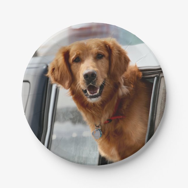 Hi Paper Plates (Front)