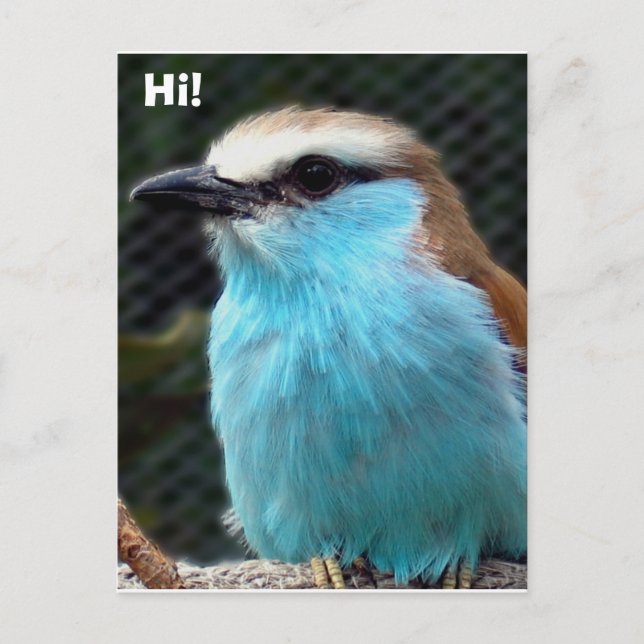 Hi! Postcard (Front)