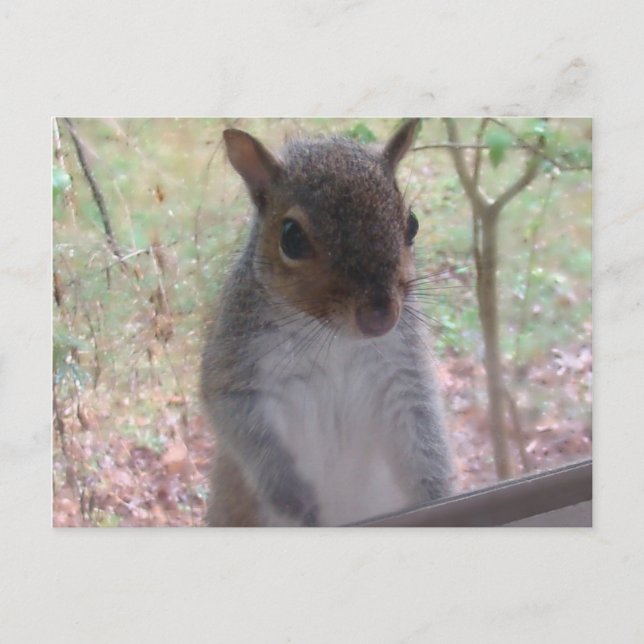 Hi! Postcard (Front)