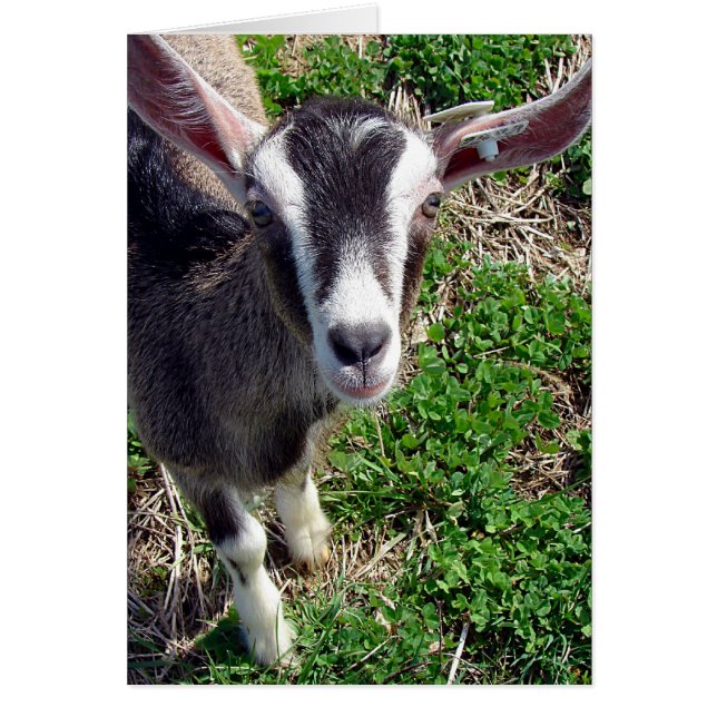 Hi There Goat Cards (Front)