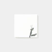 Hi there Praying Mantis