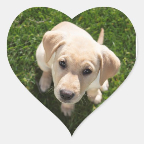 Hi There yellow Labrador retriever puppy Heart Sticker