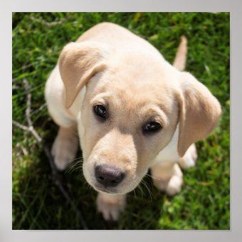 Hi There! (yellow Labrador retriever puppy) Poster | Zazzle