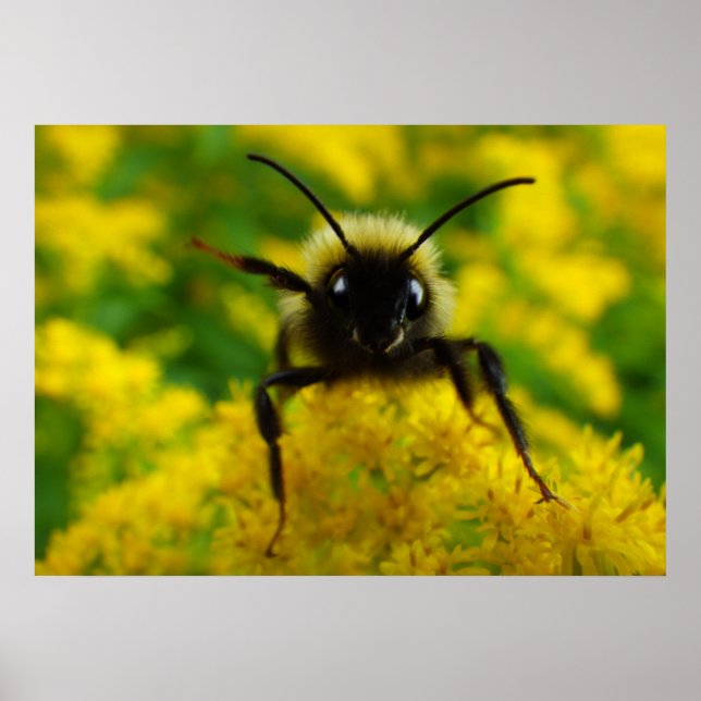 Hi to the Public Poster (Front)