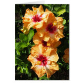 Hibiscus (Front)