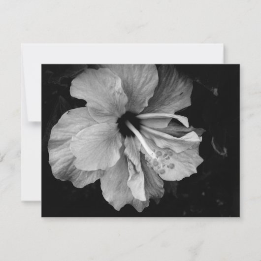 Hibiscus (Front)