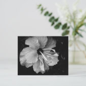 Hibiscus (Standing Front)
