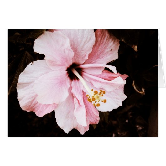 Hibiscus (Front Horizontal)