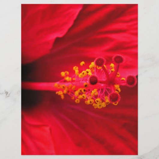 Hibiscus (Front)