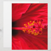 Hibiscus (Front/Back)