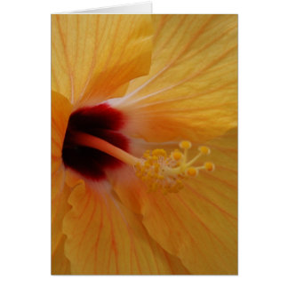 Hibiscus61 Cards