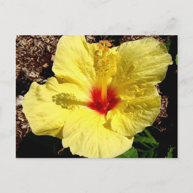 hibiscus 11 postcard (Front)
